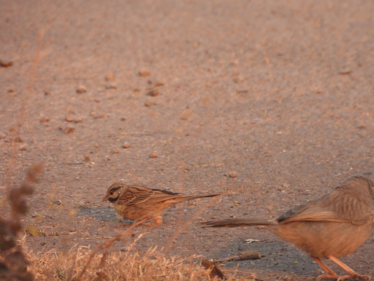 White-capped Bunting - ML613905881