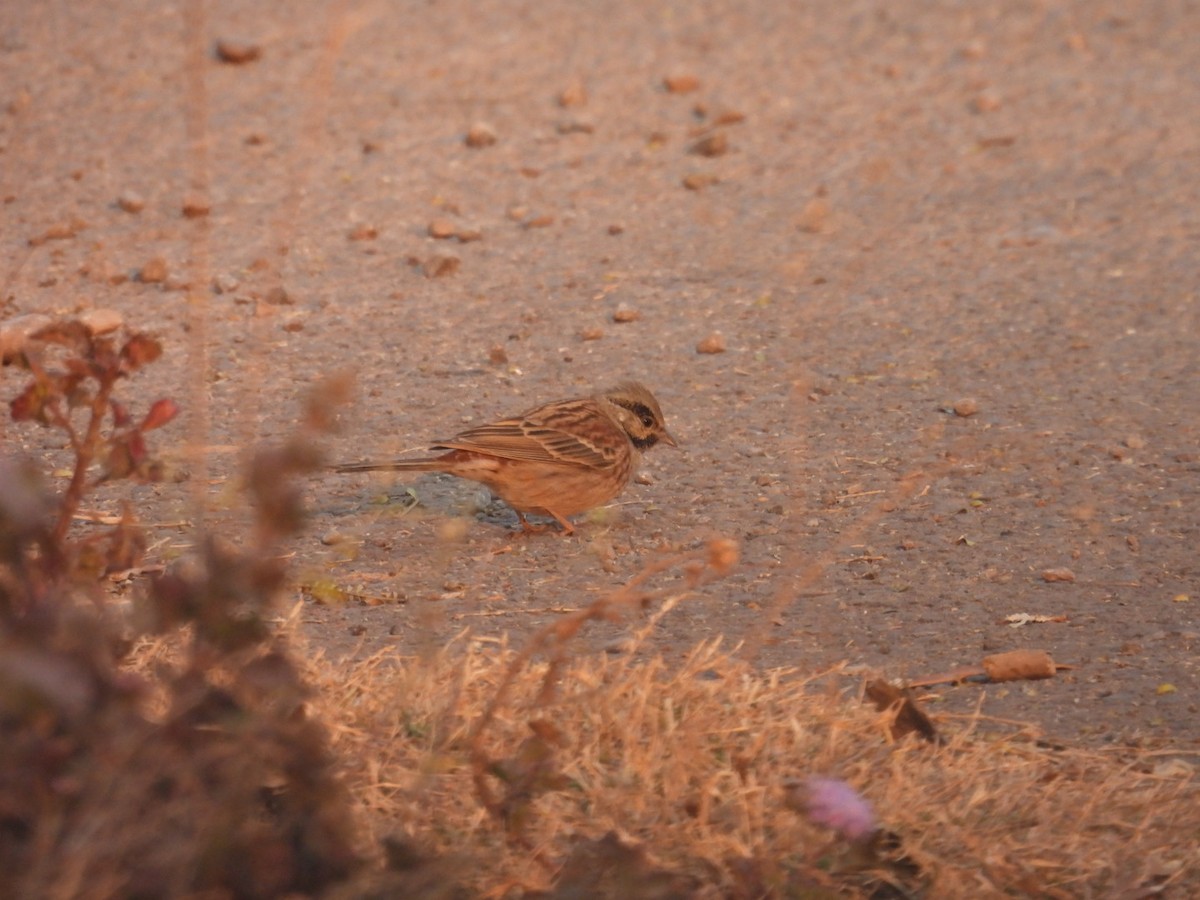 White-capped Bunting - ML613905888