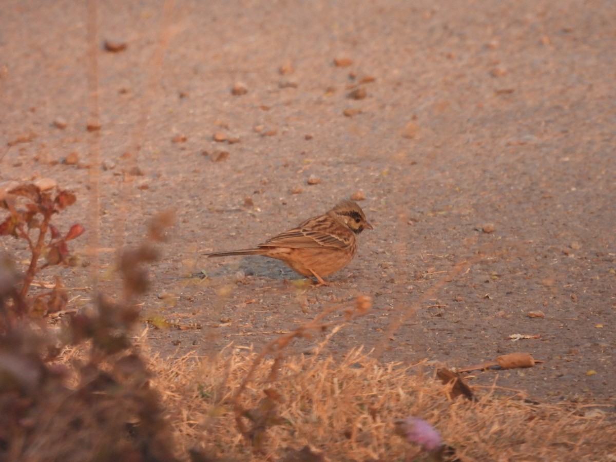 White-capped Bunting - ML613905896