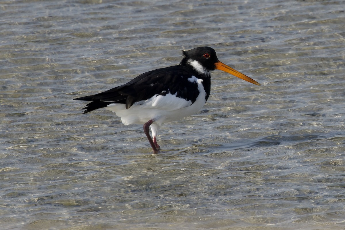 Eurasian Oystercatcher - Ted Burkett