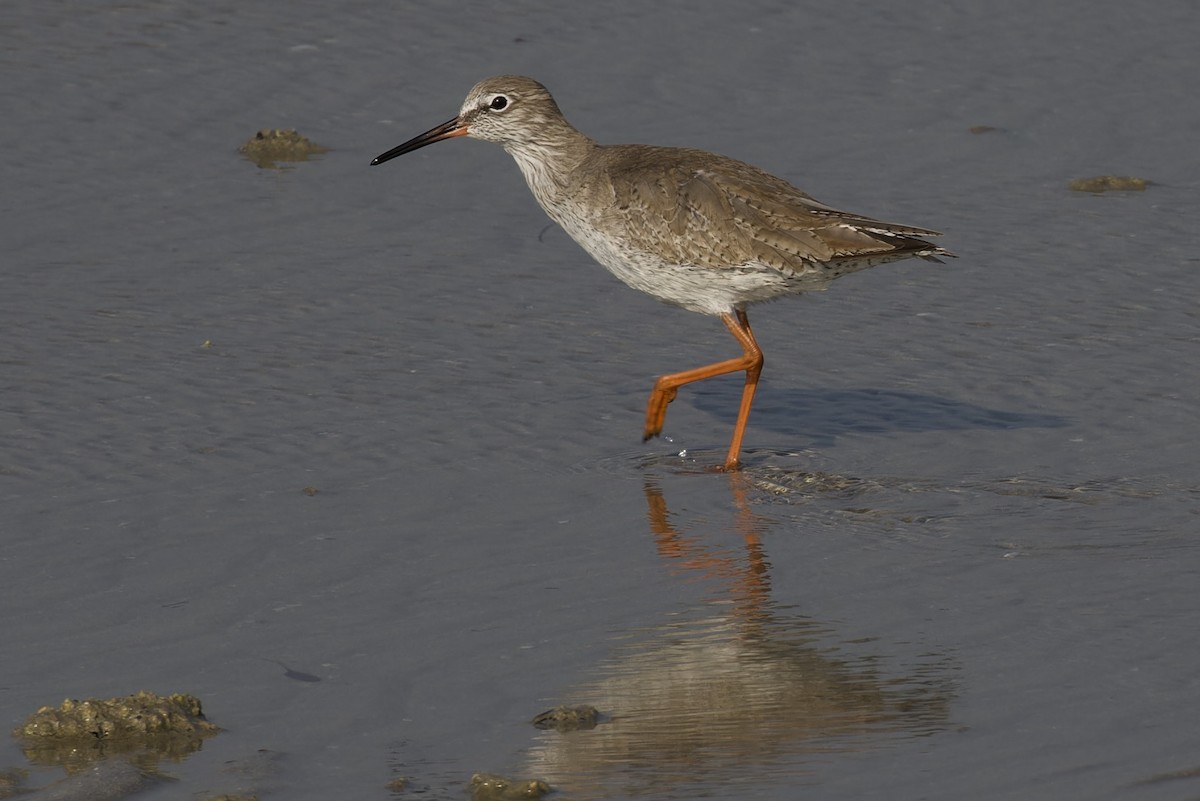 Common Redshank - ML613905936