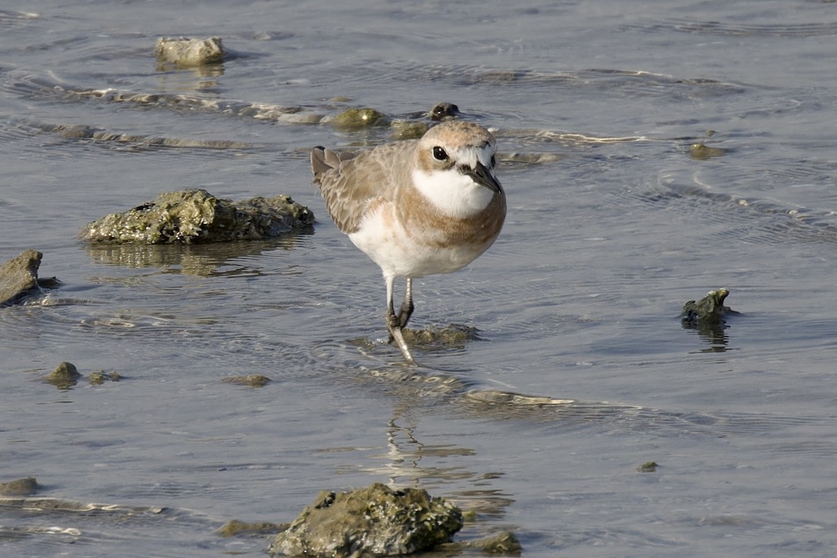 Greater Sand-Plover - ML613905947