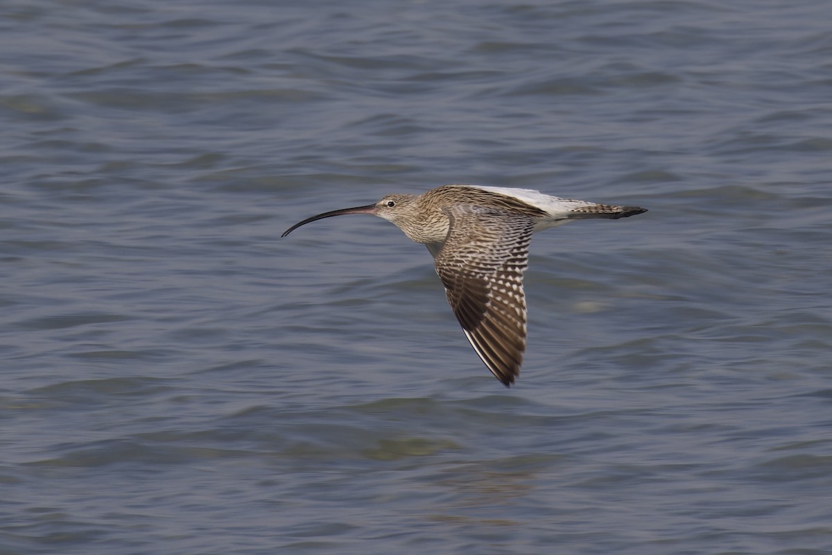 Eurasian Curlew - ML613905957