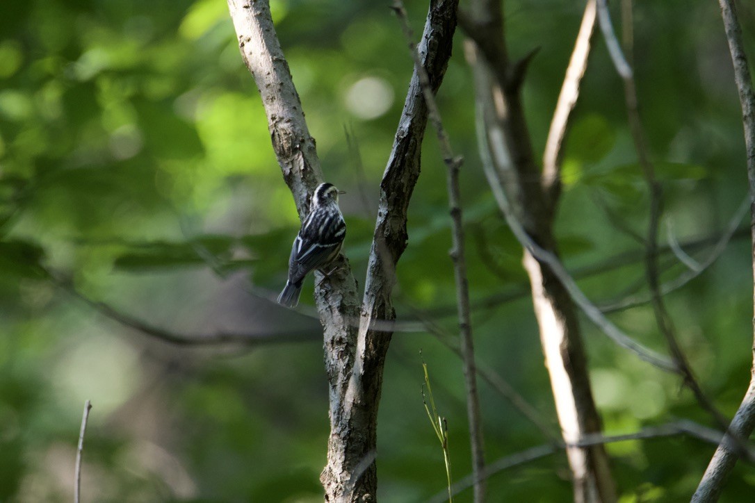 Black-and-white Warbler - ML613905959