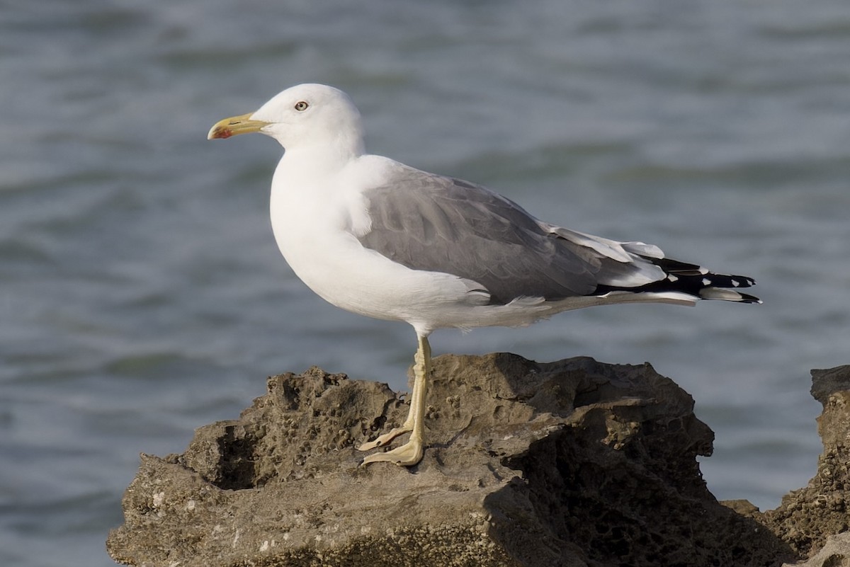 Lesser Black-backed Gull (Steppe) - ML613905968