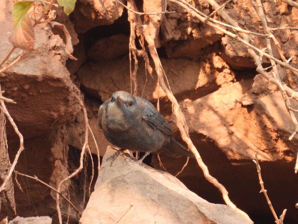 Blue Rock-Thrush (solitarius/longirostris) - ML613906028