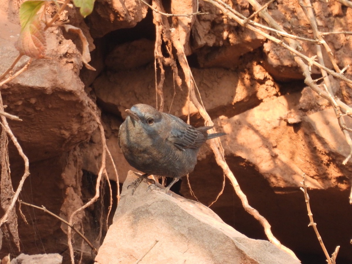 Blue Rock-Thrush (solitarius/longirostris) - ML613906032