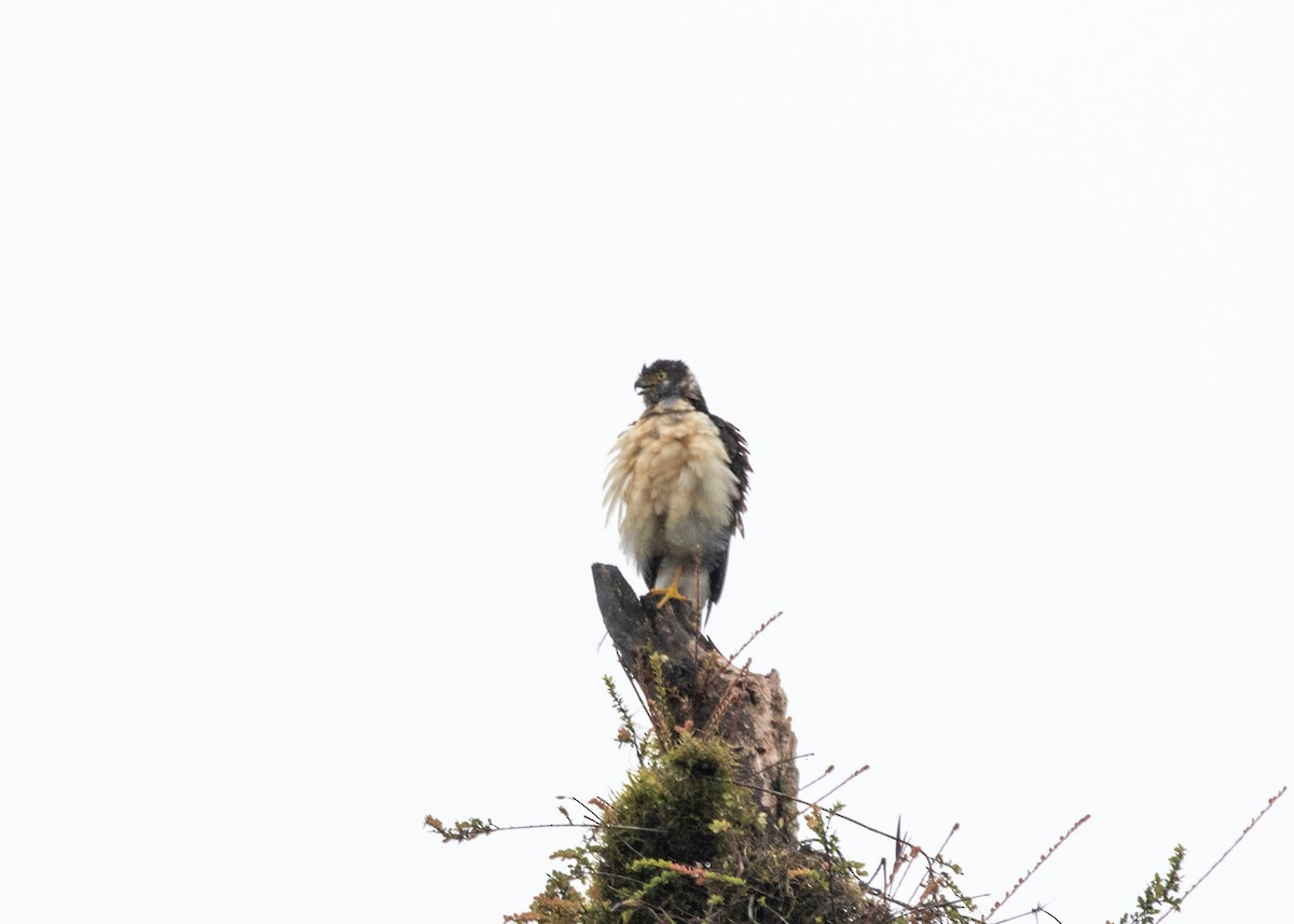 Bicolored Hawk (Bicolored) - ML613906034