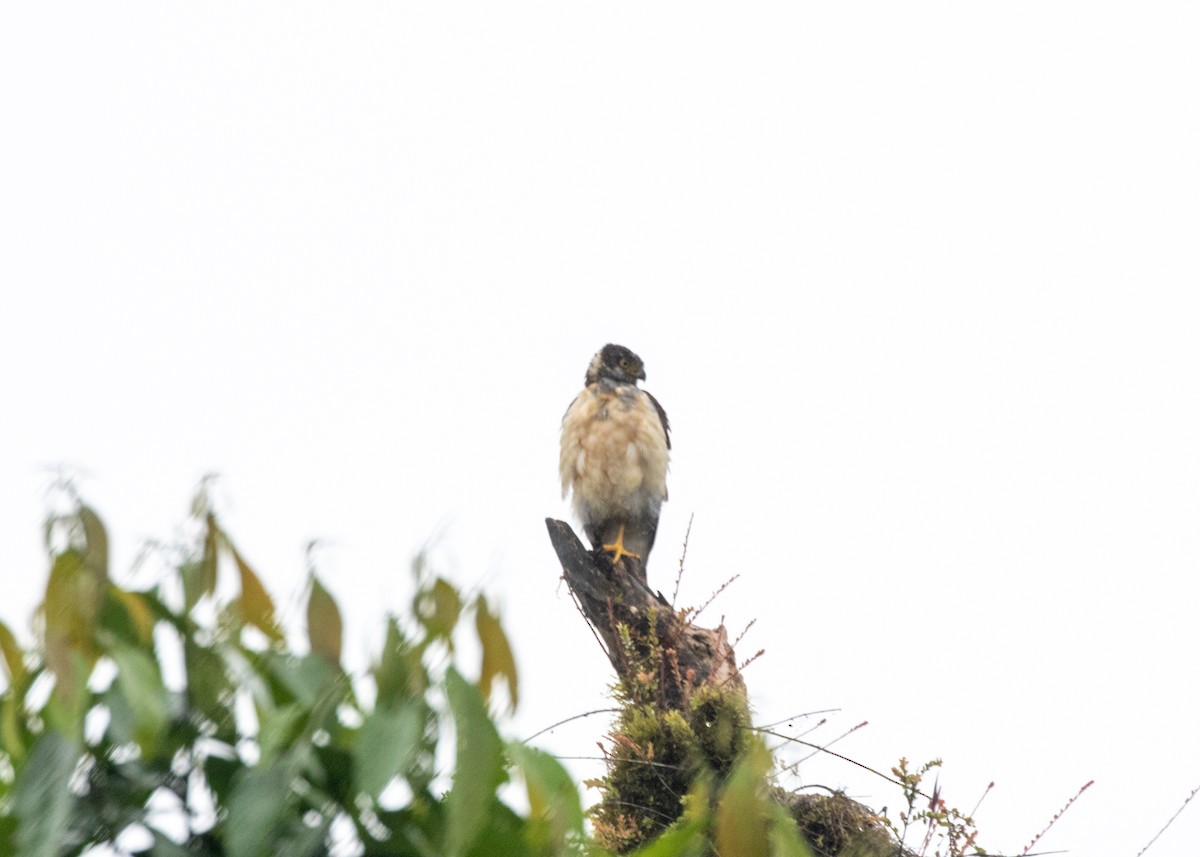 Bicolored Hawk (Bicolored) - ML613906035
