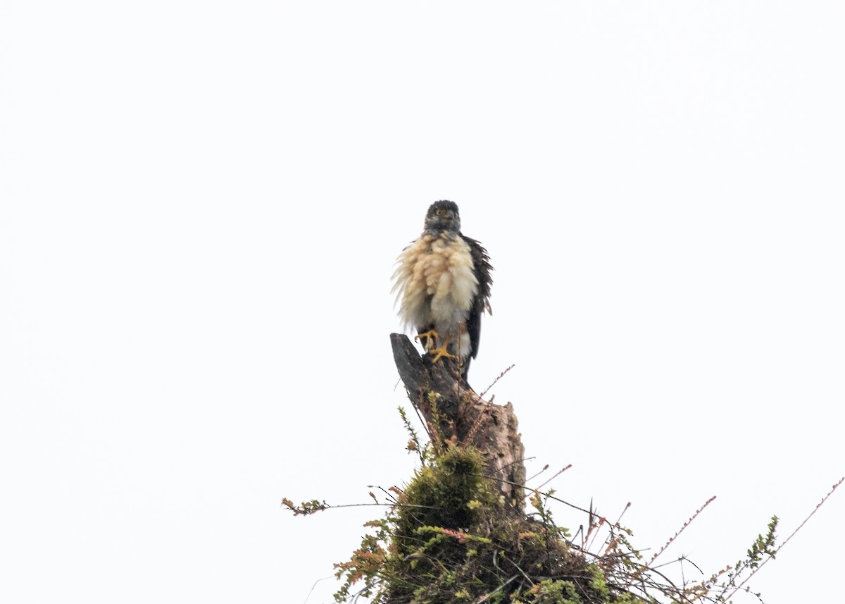 Bicolored Hawk (Bicolored) - ML613906037