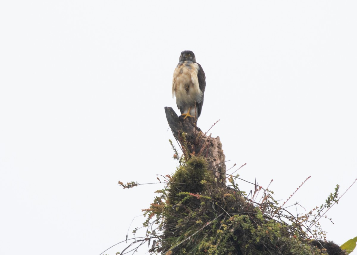 Bicolored Hawk (Bicolored) - ML613906042