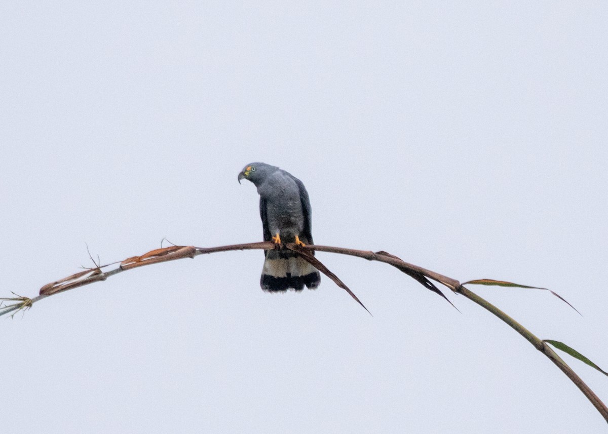 Hook-billed Kite (Hook-billed) - Silvia Faustino Linhares