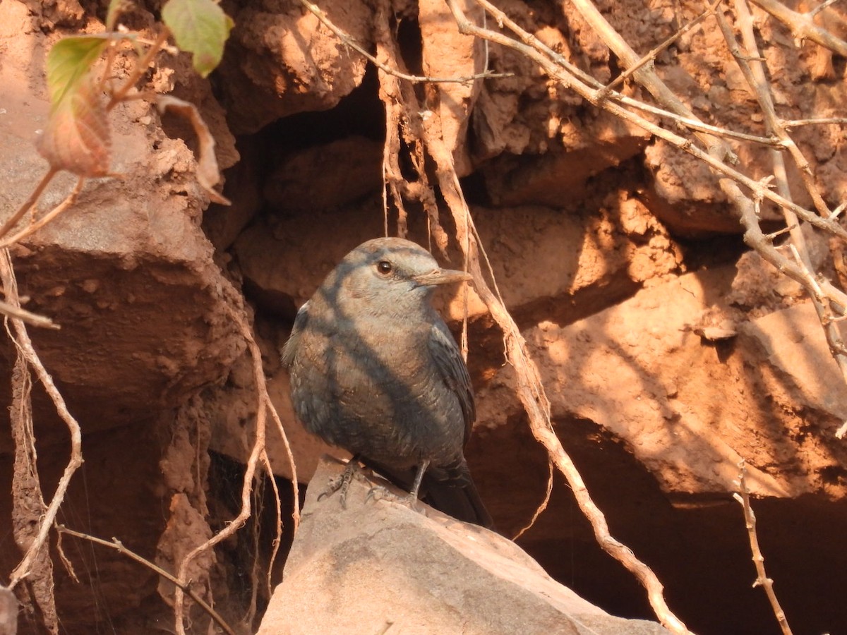 Blue Rock-Thrush (solitarius/longirostris) - ML613906066