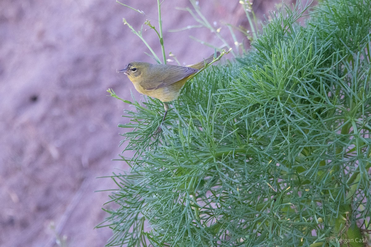 Orange-crowned Warbler - ML613906102