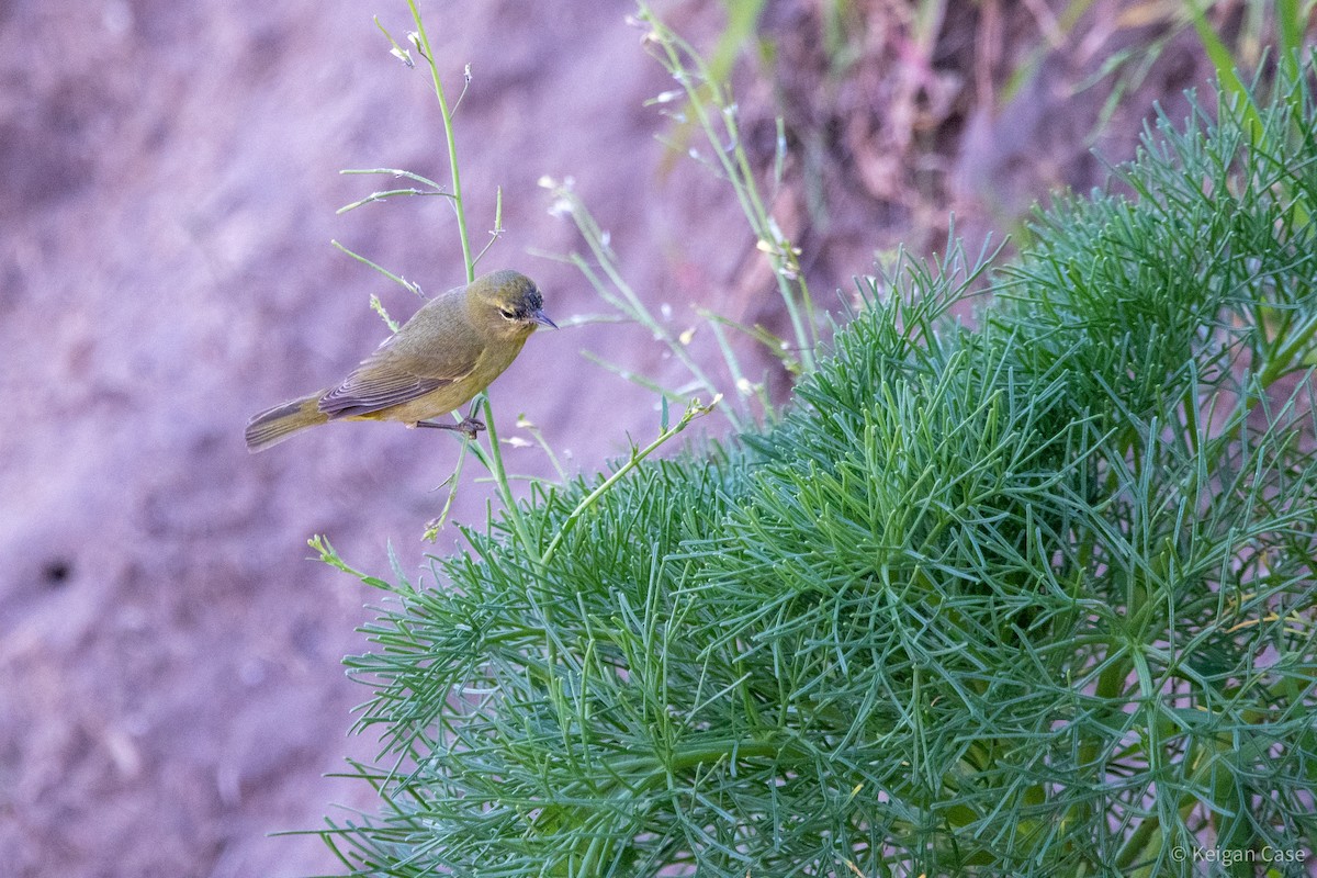 Orange-crowned Warbler - ML613906103