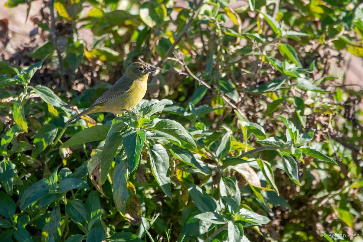 Orange-crowned Warbler - ML613906111