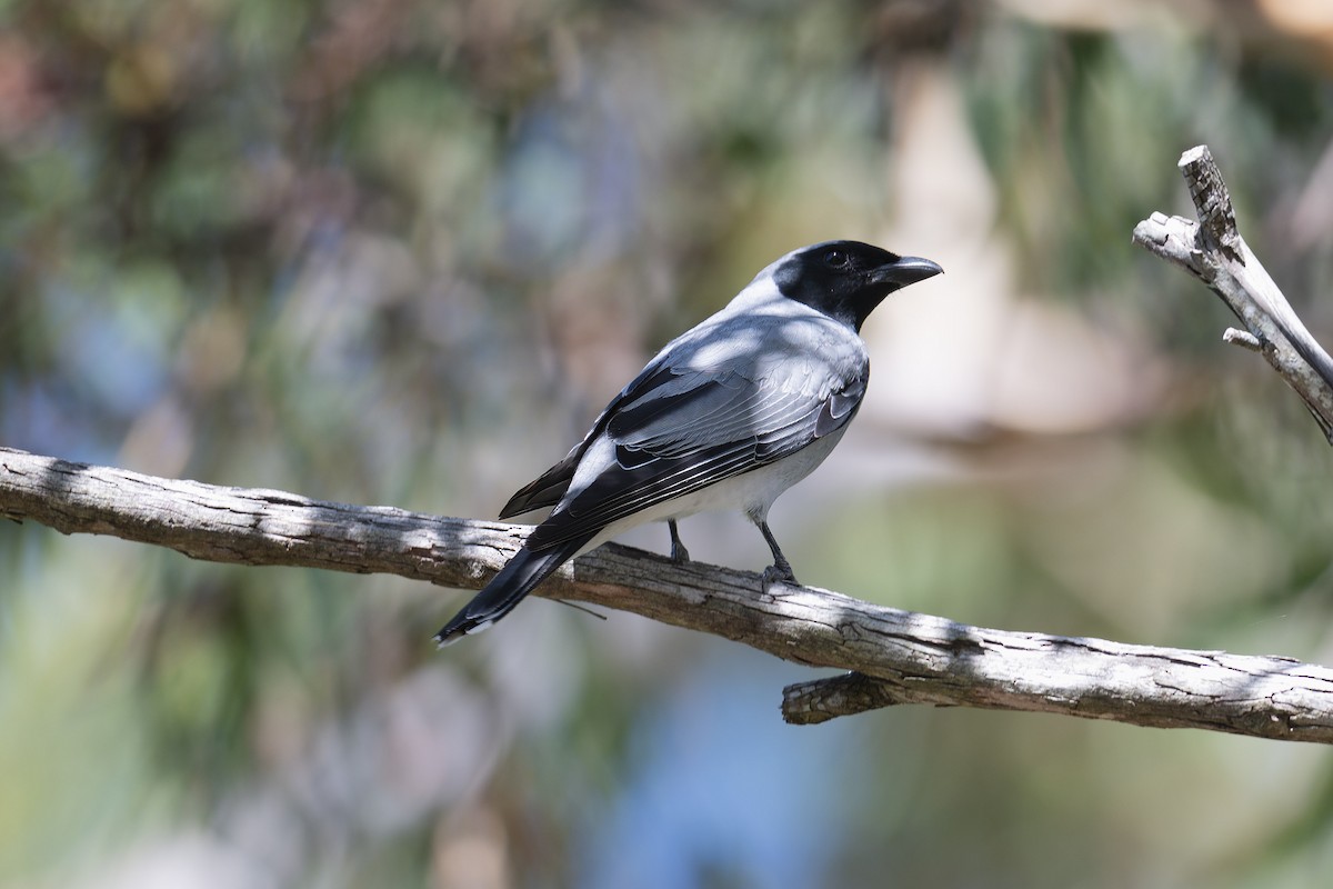 Black-faced Cuckooshrike - ML613906151