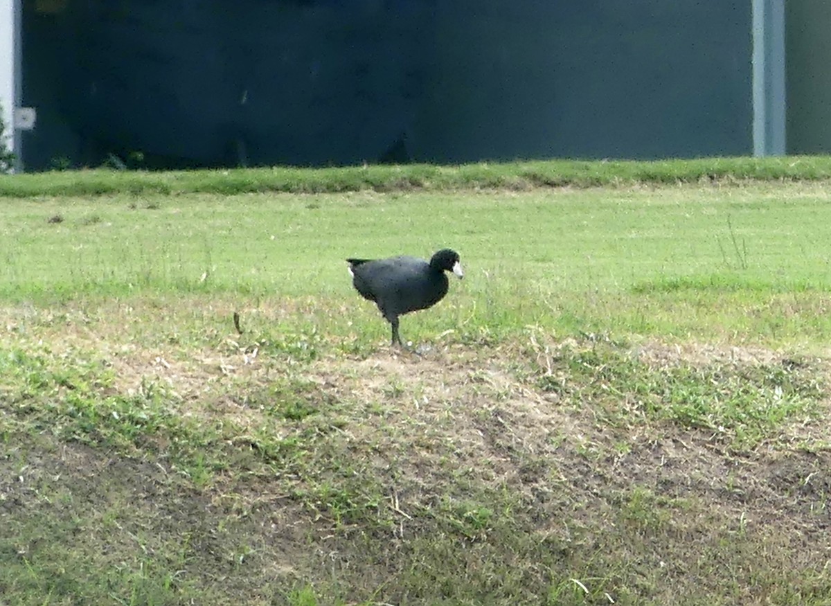 American Coot - ML613906172