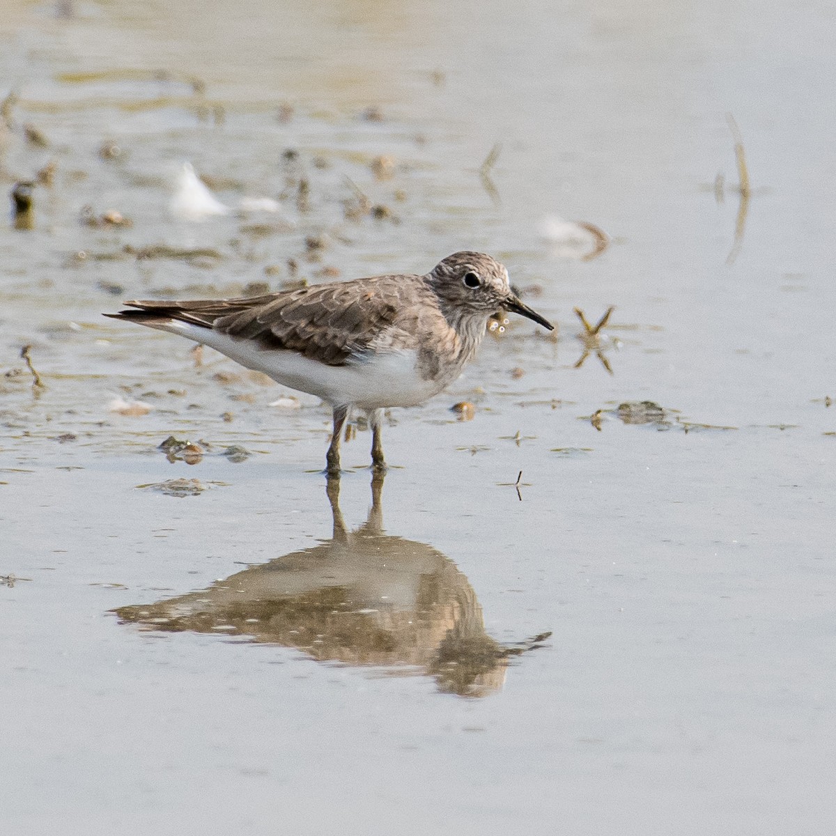 Temminck's Stint - ML613906251