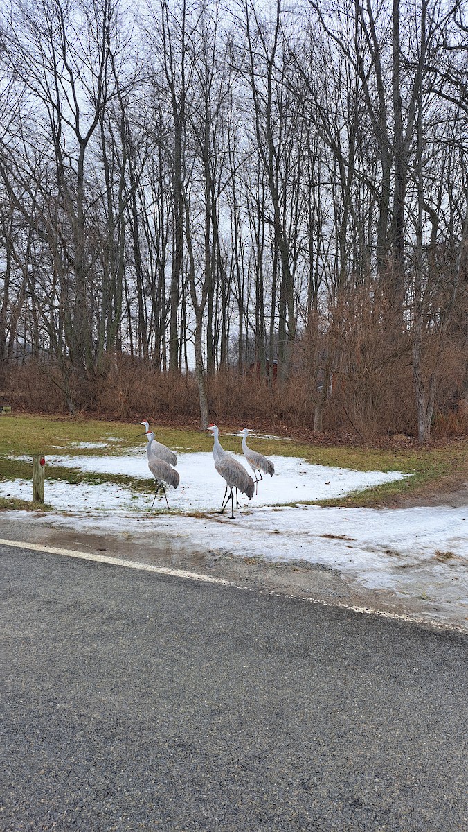 Sandhill Crane - ML613906327