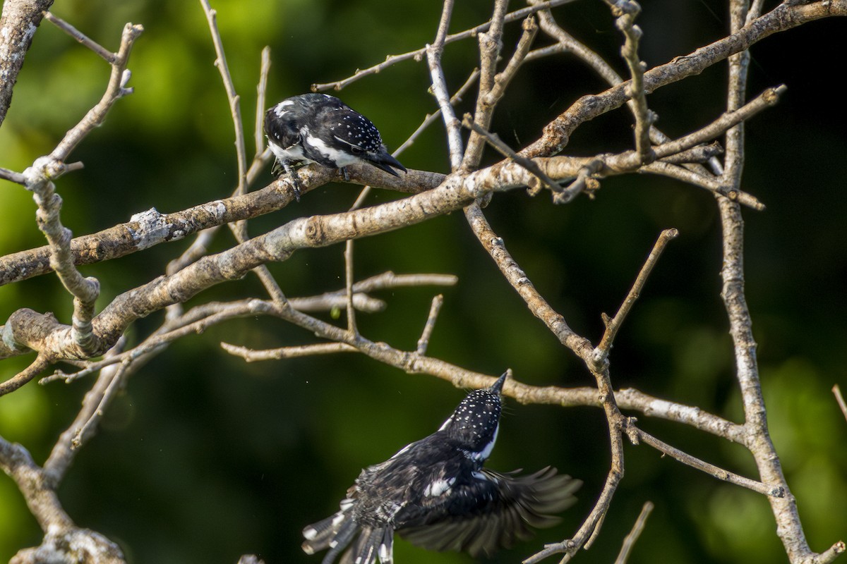 Pied Puffbird - ML613906396