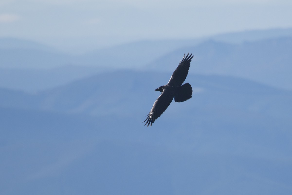 Common Raven - ML613906480