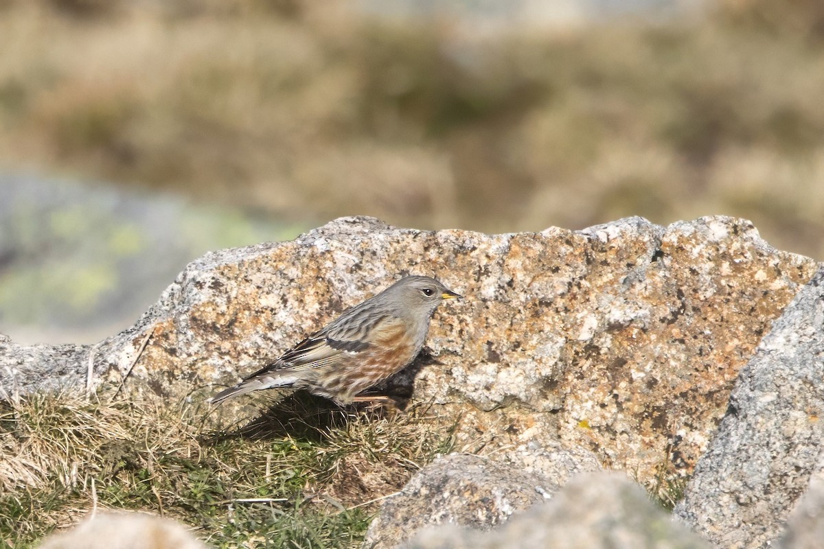 Alpine Accentor - ML613906527