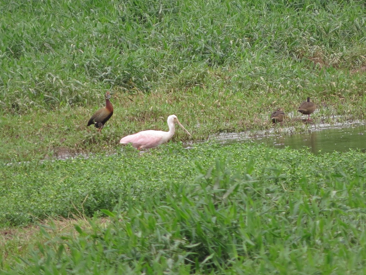 Roseate Spoonbill - ML613906635