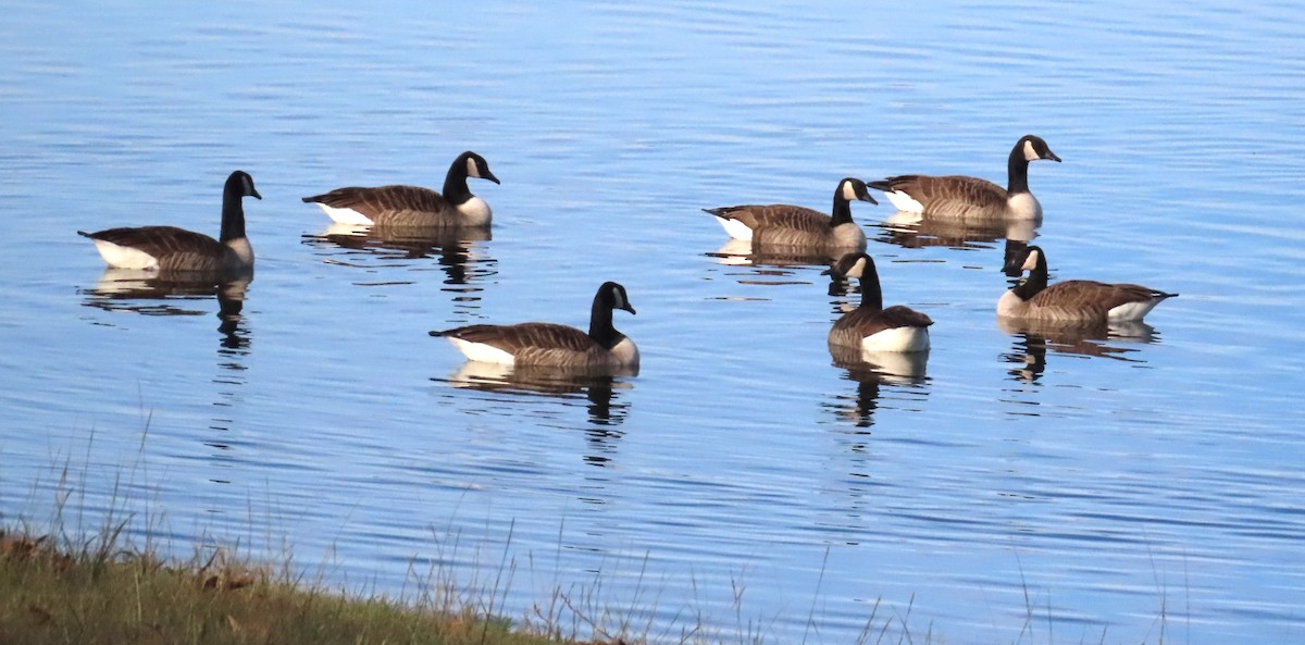 Canada Goose - ML613906645