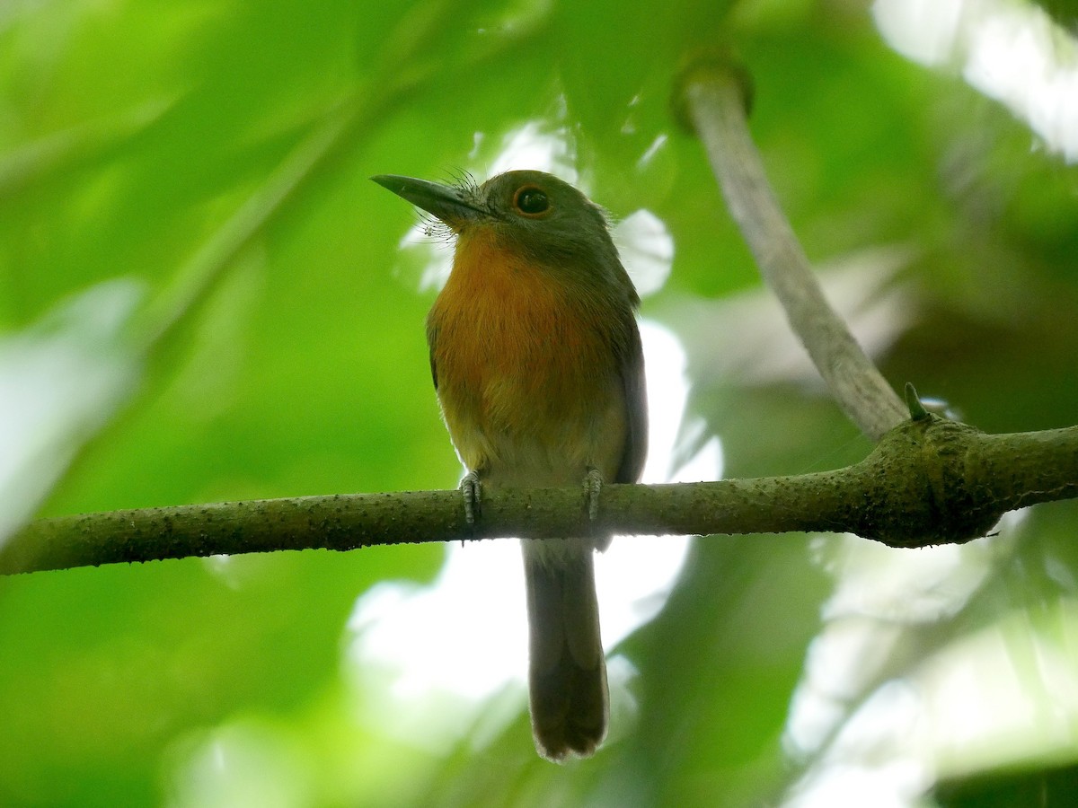 Gray-cheeked Nunlet - Tim Boucher