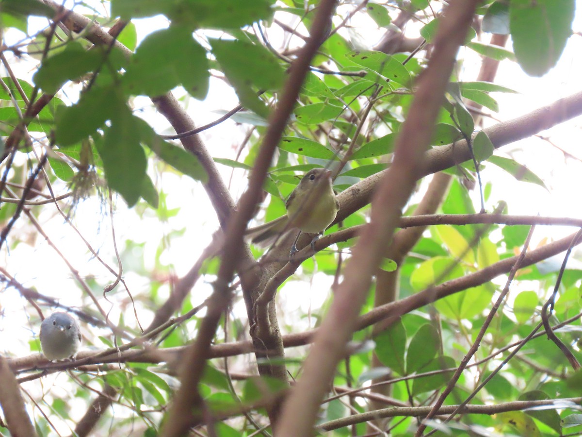 Bell's Vireo (Eastern) - ML613906676