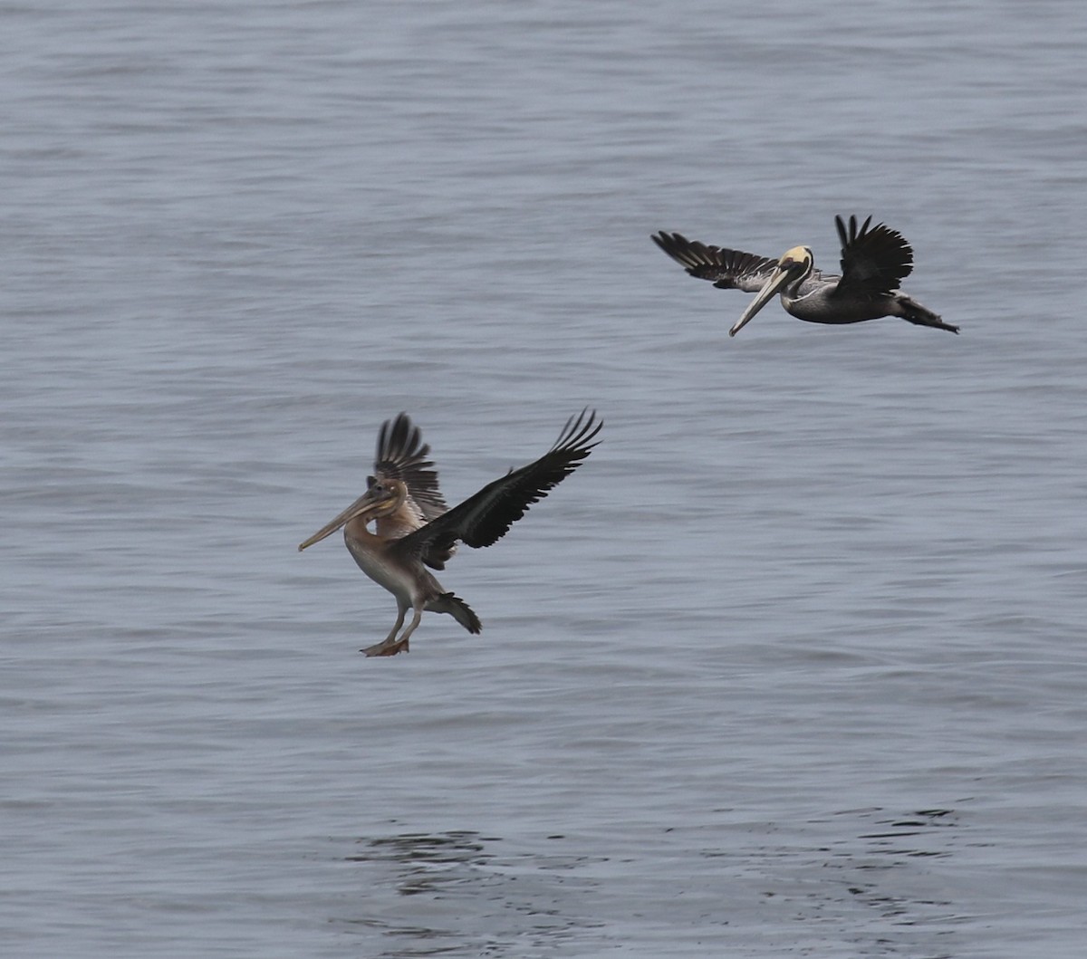 Brown Pelican - Bradley Waggoner