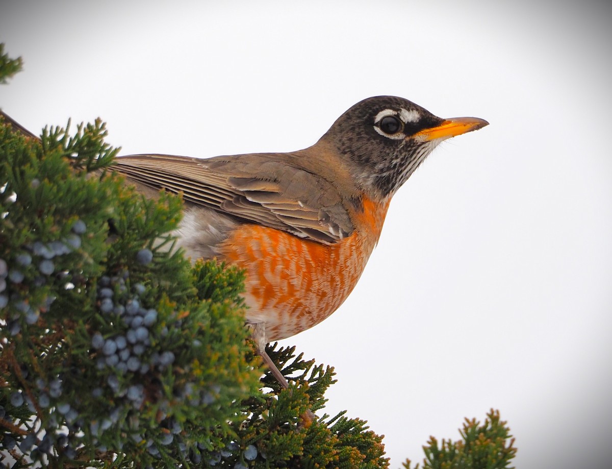 American Robin - ML613906714