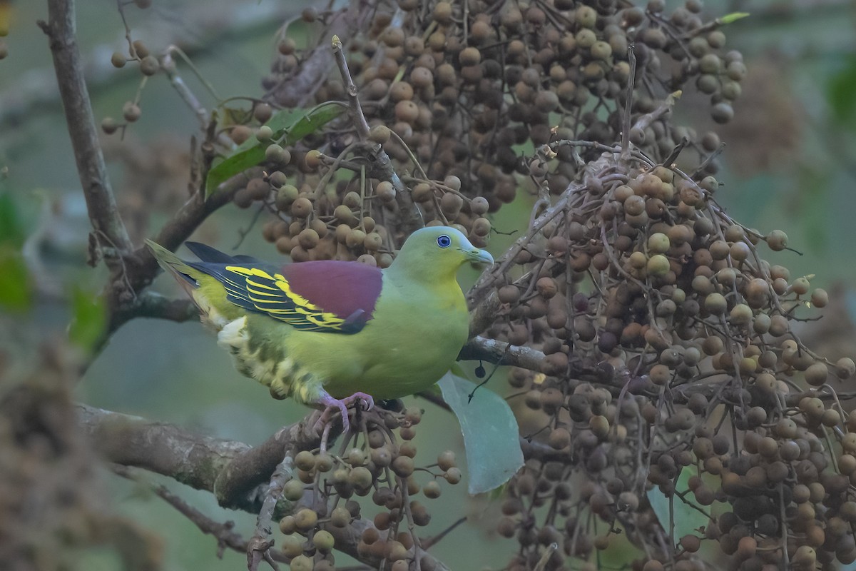 Gray-fronted Green-Pigeon - ML613906731