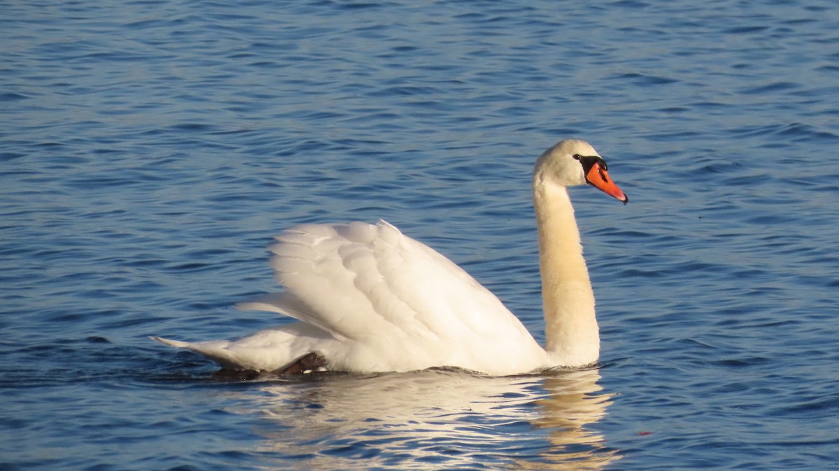 Mute Swan - ML613906747