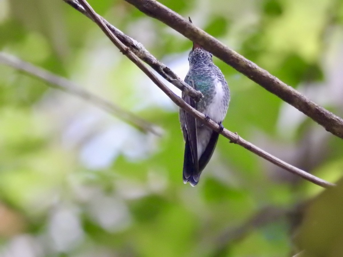 Sapphire-spangled Emerald - ML613906791