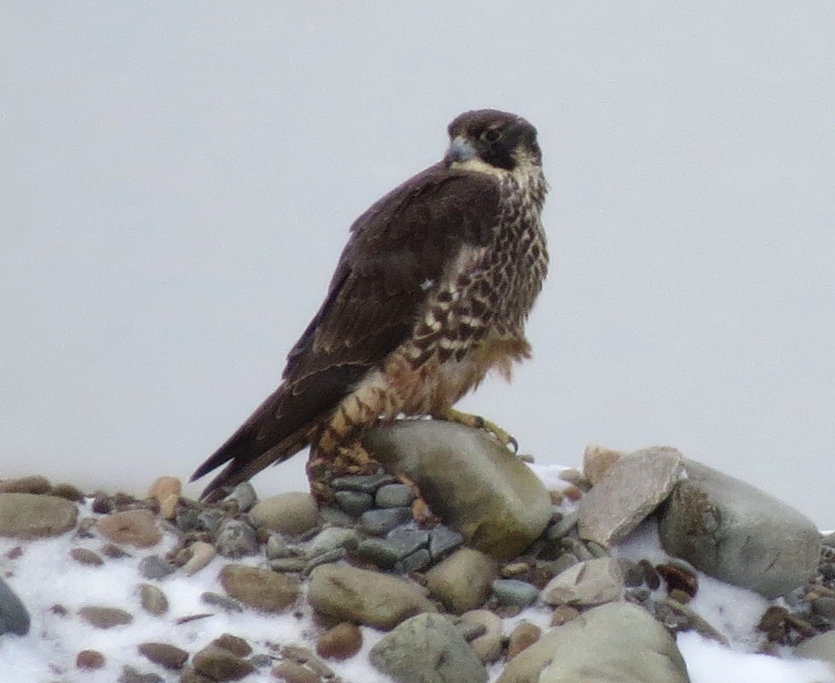 Peregrine Falcon - James Hirtle