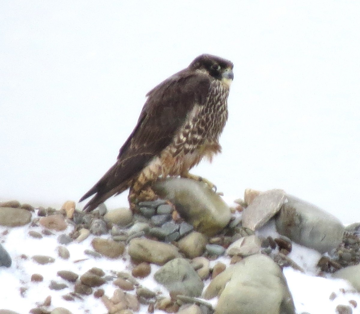 Peregrine Falcon - ML613906827