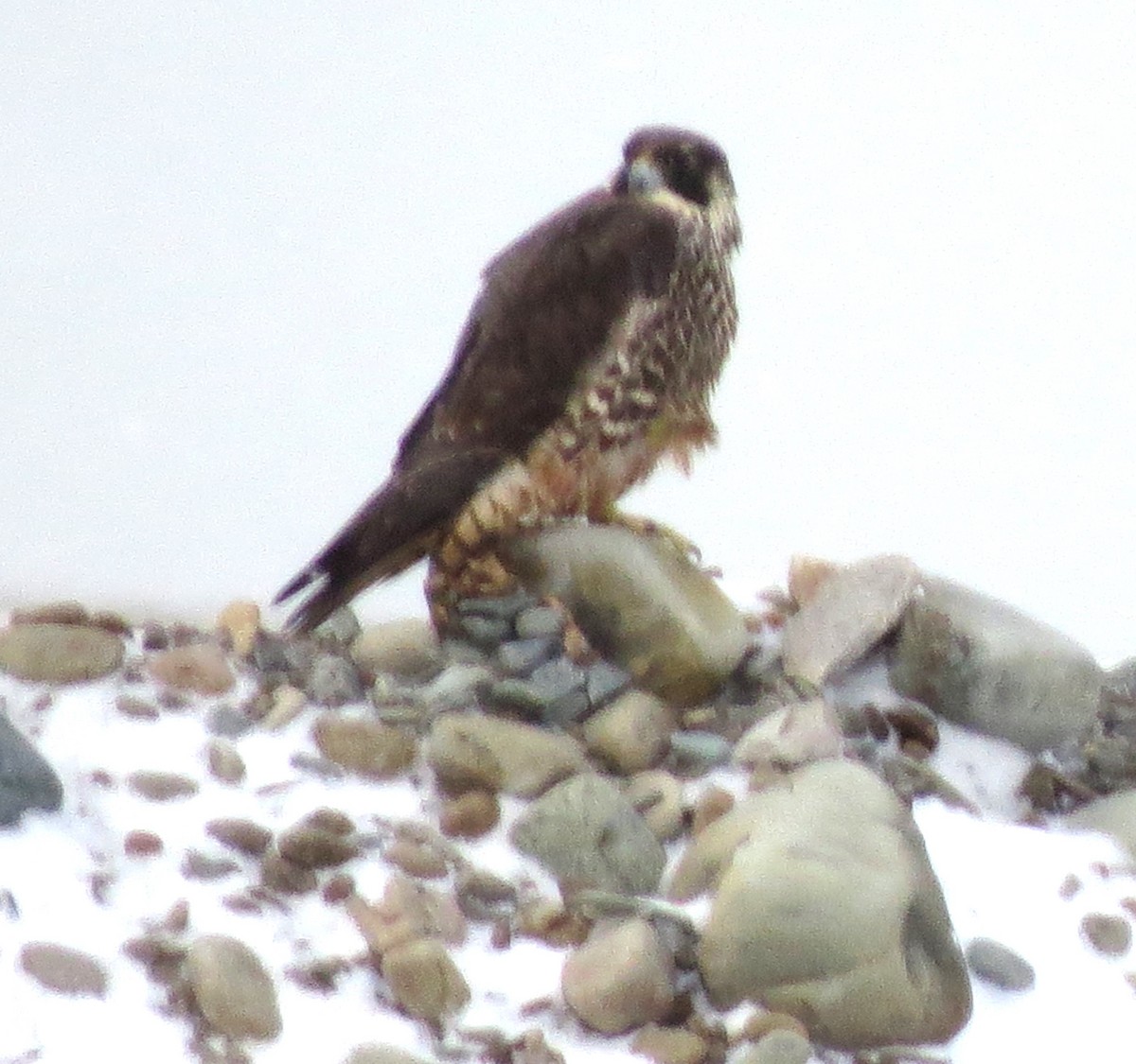 Peregrine Falcon - ML613906832