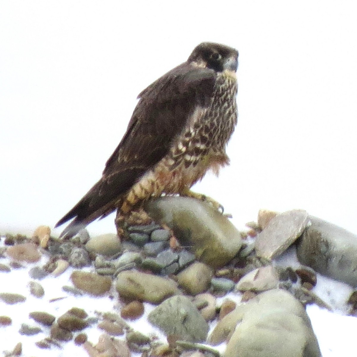 Peregrine Falcon - ML613906836