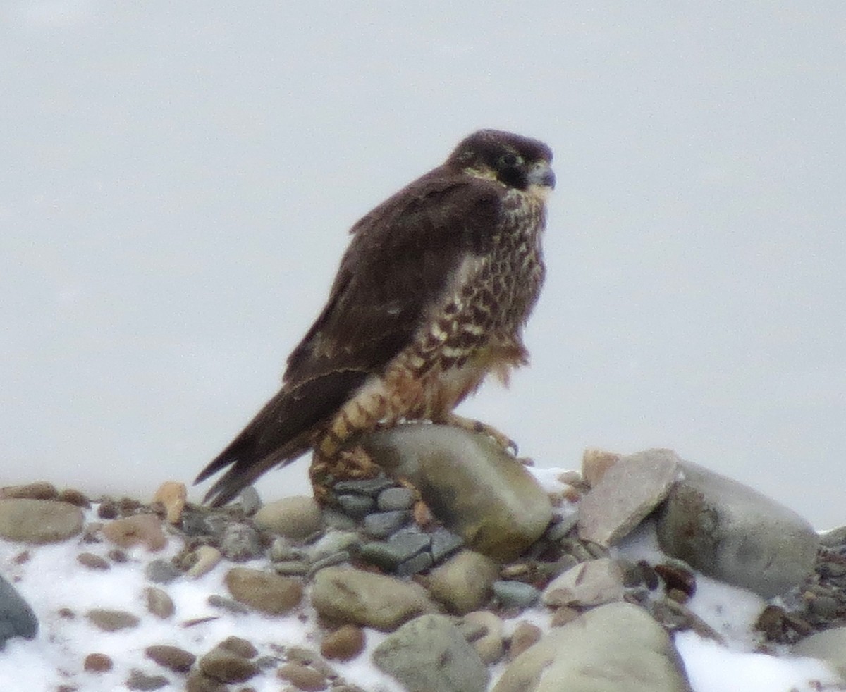 Peregrine Falcon - ML613906845