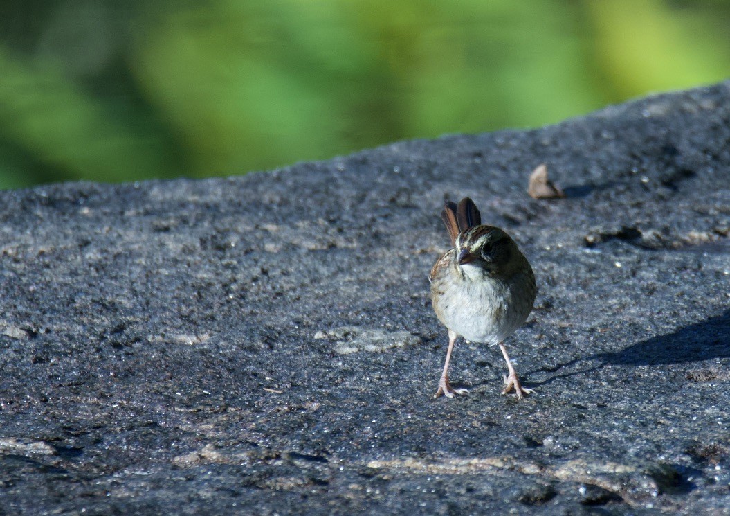 Swamp Sparrow - ML613906890