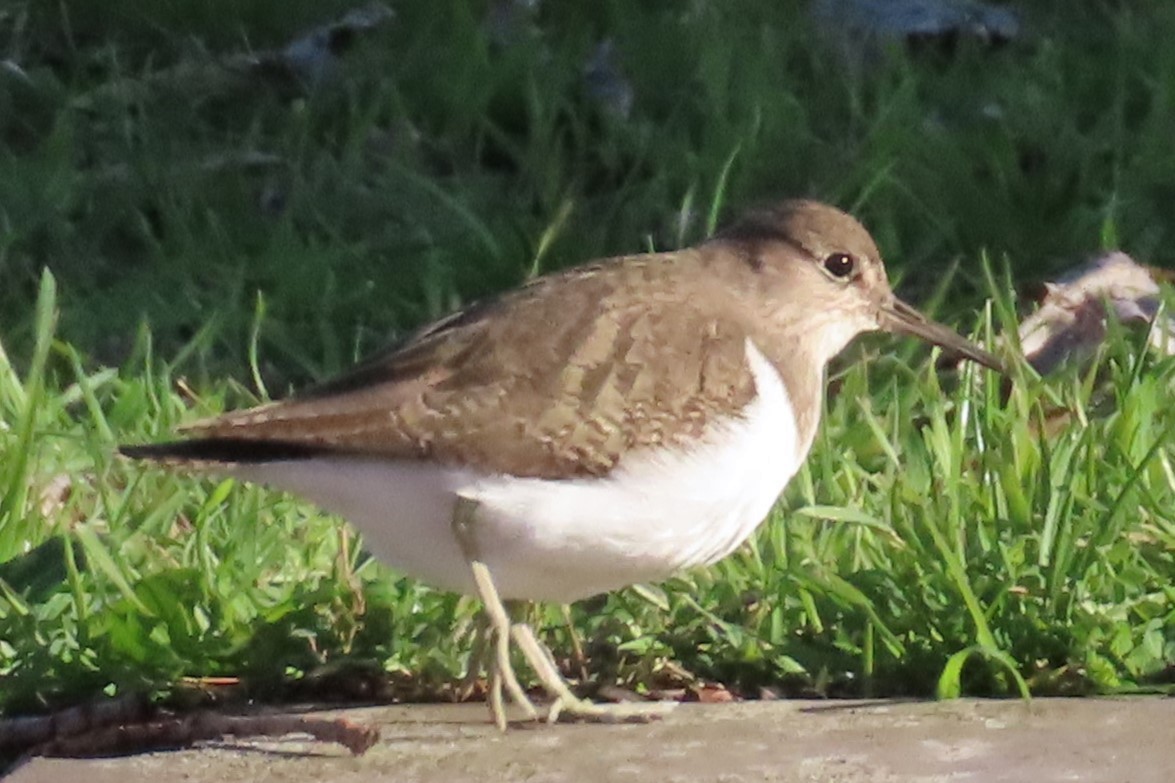 Common Sandpiper - ML613906902