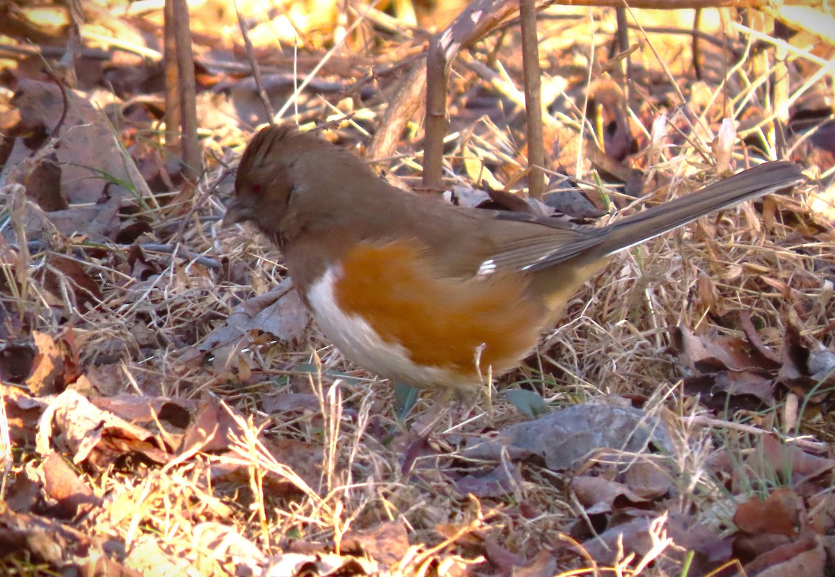 pipilo rudooký - ML613906924