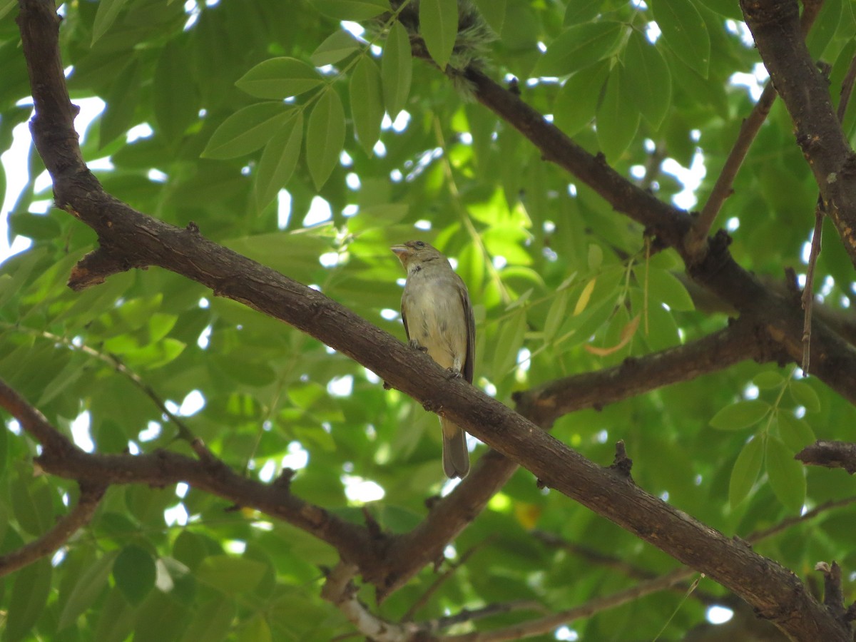 Double-collared Seedeater - ML613906955