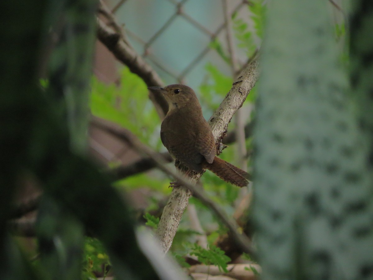 House Wren - ML613906971