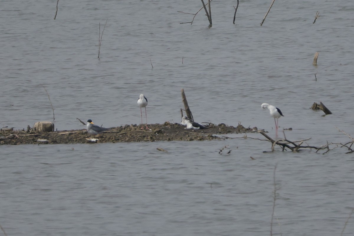 Black-winged Stilt - ML613907011