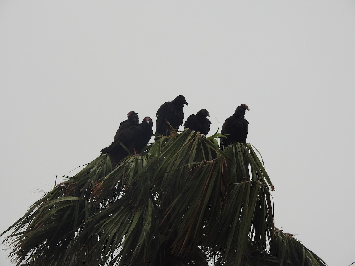 Black Vulture - ML613907017