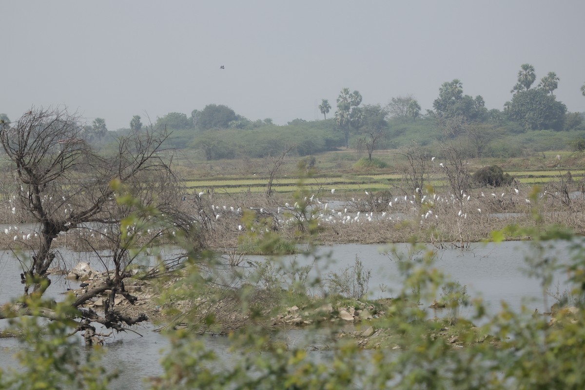 Eastern Cattle-Egret - ML613907022