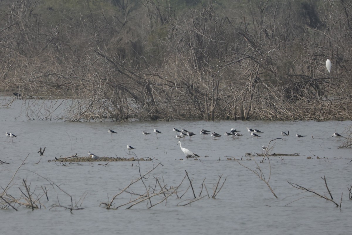 Little Egret - ML613907041